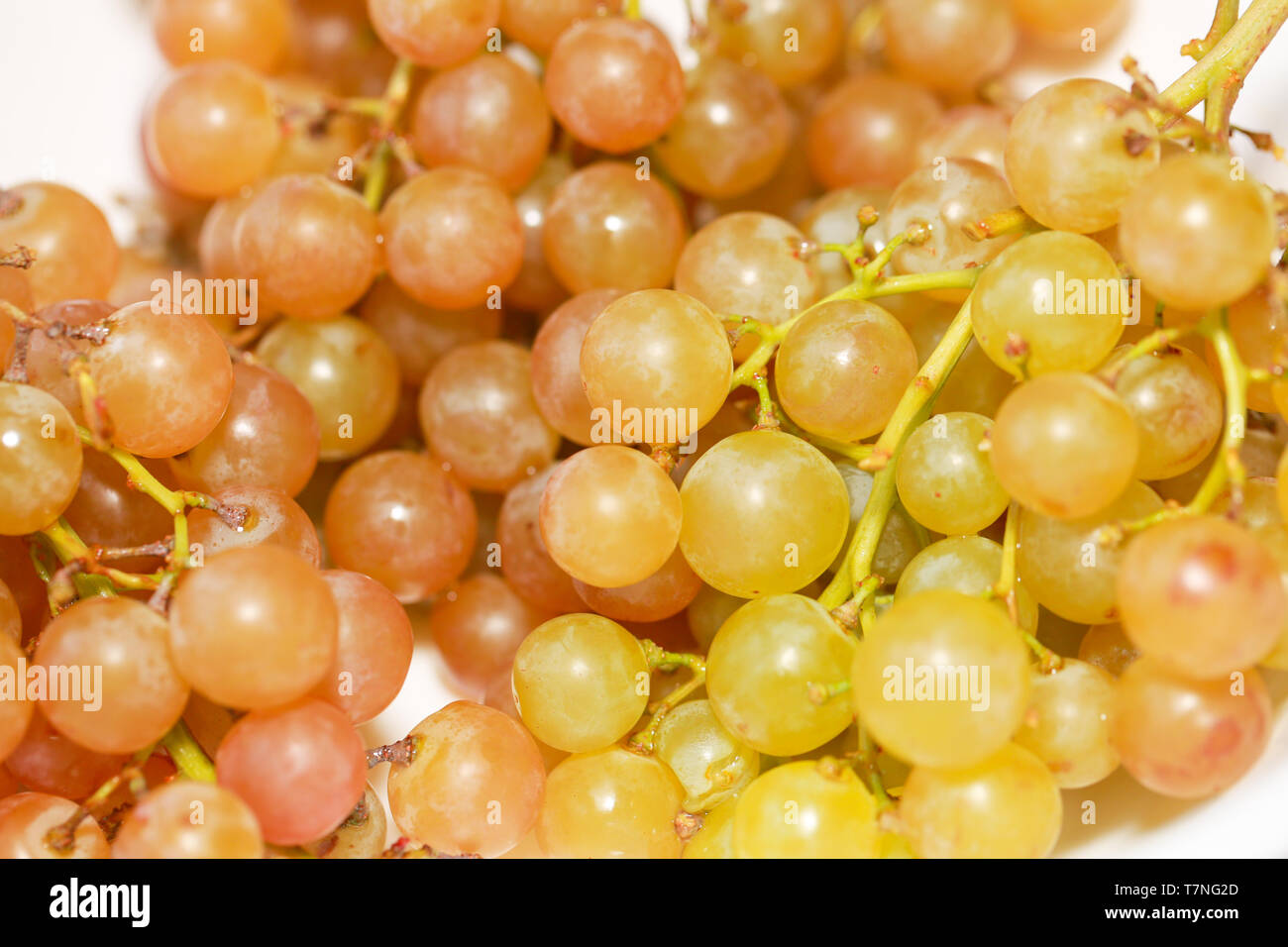 Gewürztraminer Art Grüne Traube auf weißem Schild isoliert. Mit Freistellungspfaden. Volle Tiefenschärfe. - Bild Stockfoto