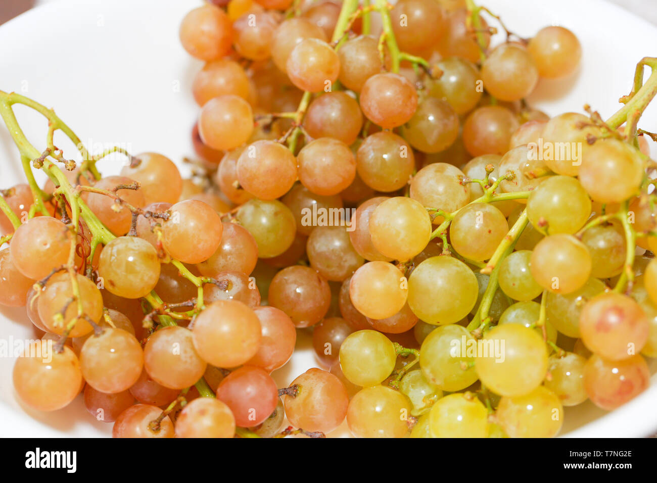 Gewürztraminer Art Grüne Traube auf weißem Schild isoliert. Mit Freistellungspfaden. Volle Tiefenschärfe. - Bild Stockfoto