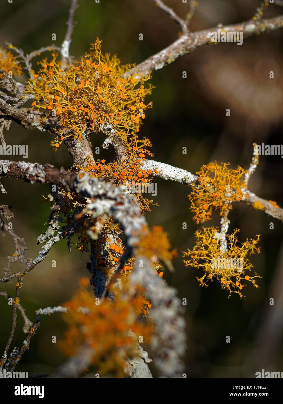 Orange Bush Llichen Moos Kugel auf einem toten Baum (Teloschistes exilis) hilft dem Wald. Foto am frühen Morgen in Texas Frühling genommen. Stockfoto