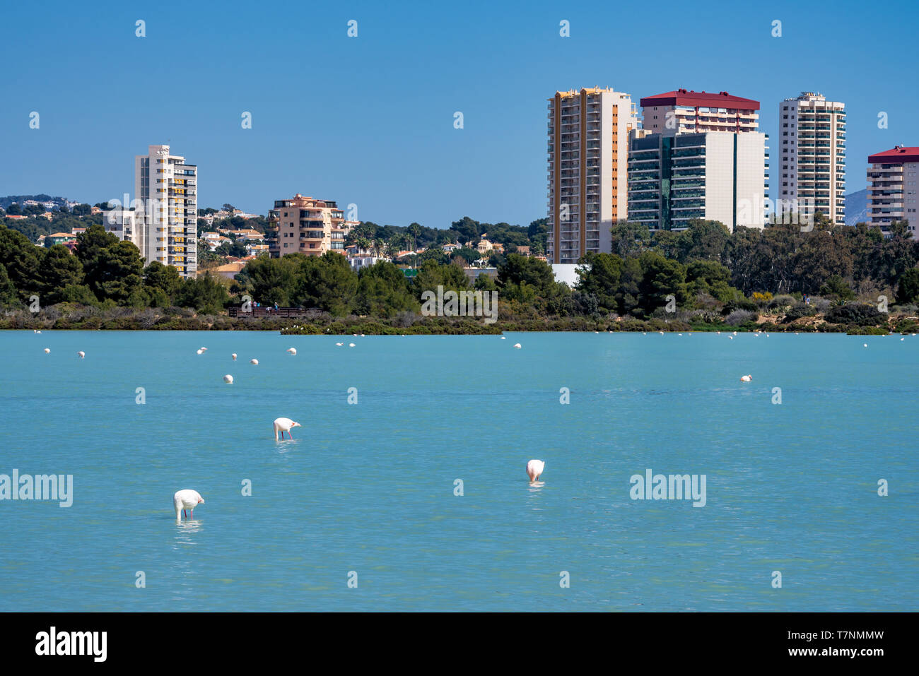 Las Salinas See in Calpe, Spanien mit einigen Flamingos. Stockfoto