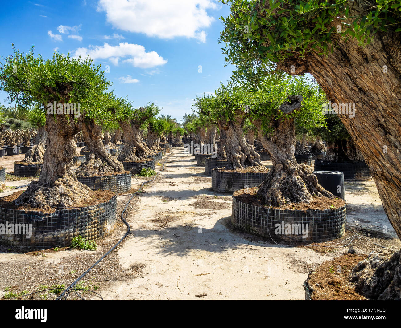 Olivenbume Baumschule in Elche in der Nhe von Alicante in Spanien  Stockfotografie - Alamy