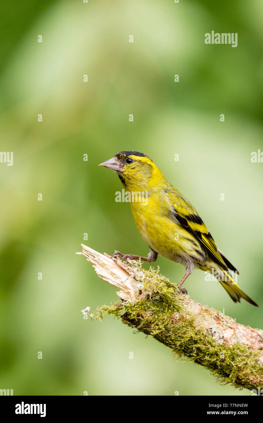 Männliche siskin in Wales im Frühling Stockfoto