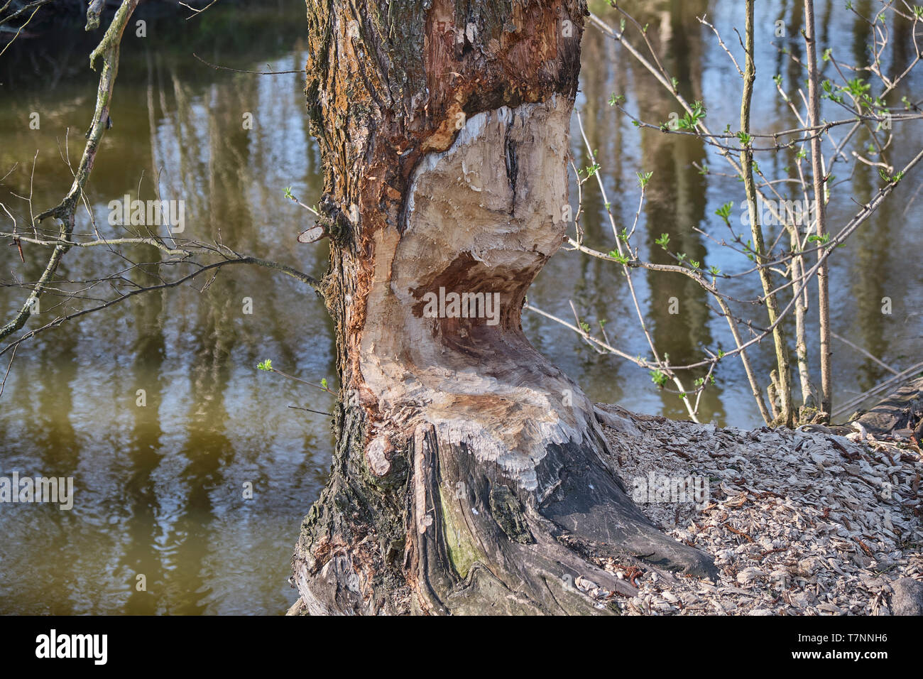 Baumstamm in der Nähe des Flusses zerbissen durch Biber Stockfoto