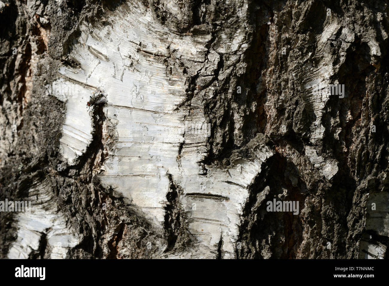 Birkenrinde Hintergrund schliessen. Natürliche Textur Stockfoto