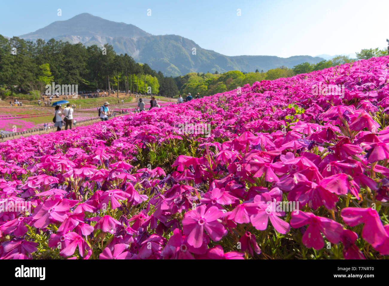 Landschaft von bunten Shiba Sakura (Phlox subulata, Rosa Moss) Blüten im Frühling bei Hitsujiyama Park mit Mount Buko im Hintergrund, Chichibu Stadt Stockfoto