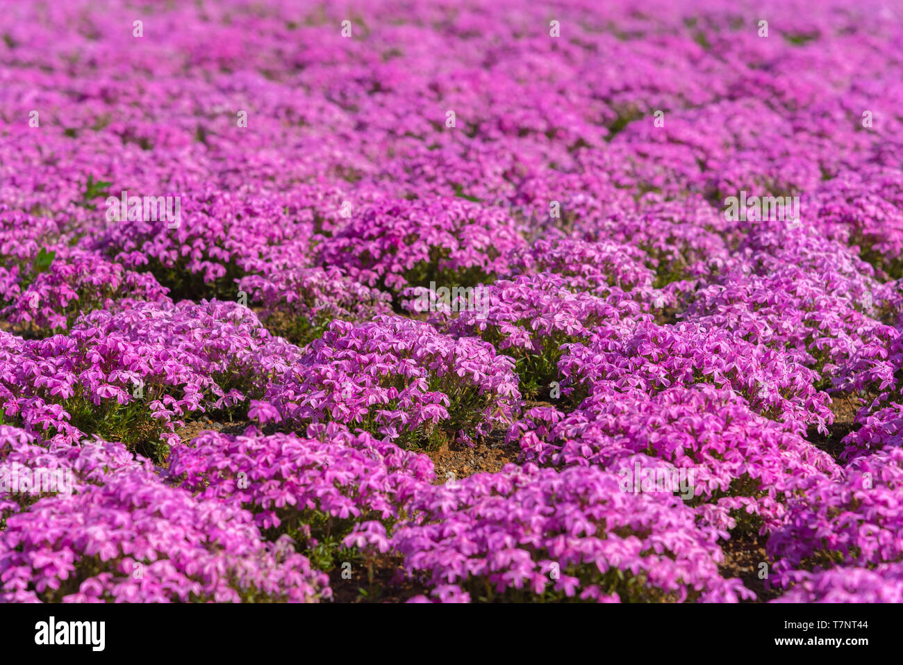 - Nahaufnahme kleinen zarten rosa White Moss (Shibazakura, Phlox subulata) Blumen voll blühen auf dem Boden in sonniger Frühlingstag. Shibazakura Festival Stockfoto