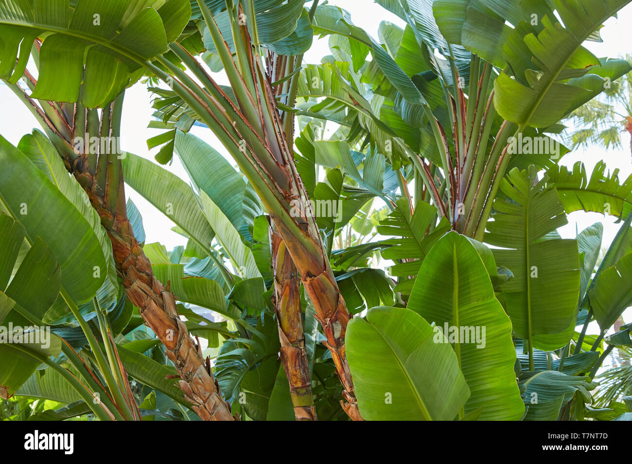 Bananenstauden, frische grüne Blätter Textur Hintergrund Stockfoto