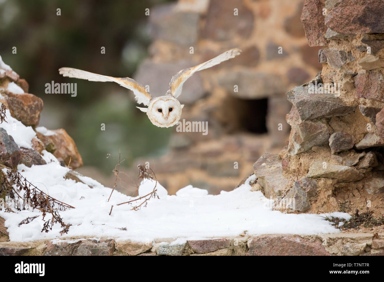 Schleiereule (Tyto alba) ist die am weitesten verbreiteten Arten von Eule und eine der am meisten verbreiteten aller Vögel. Stockfoto