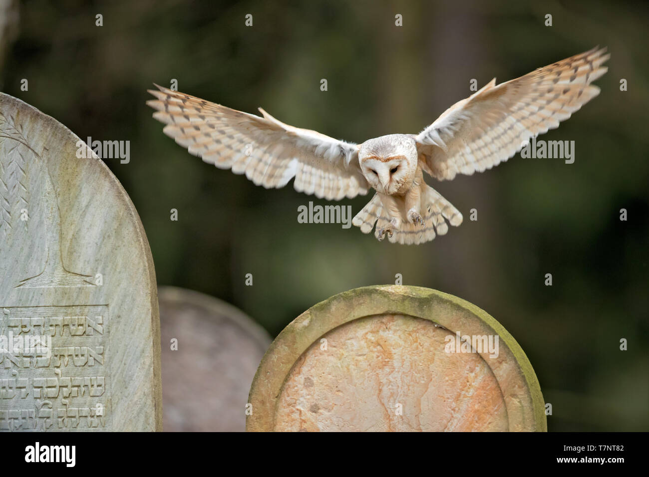 Schleiereule (Tyto alba) ist die am weitesten verbreiteten Arten von Eule und eine der am meisten verbreiteten aller Vögel. Stockfoto