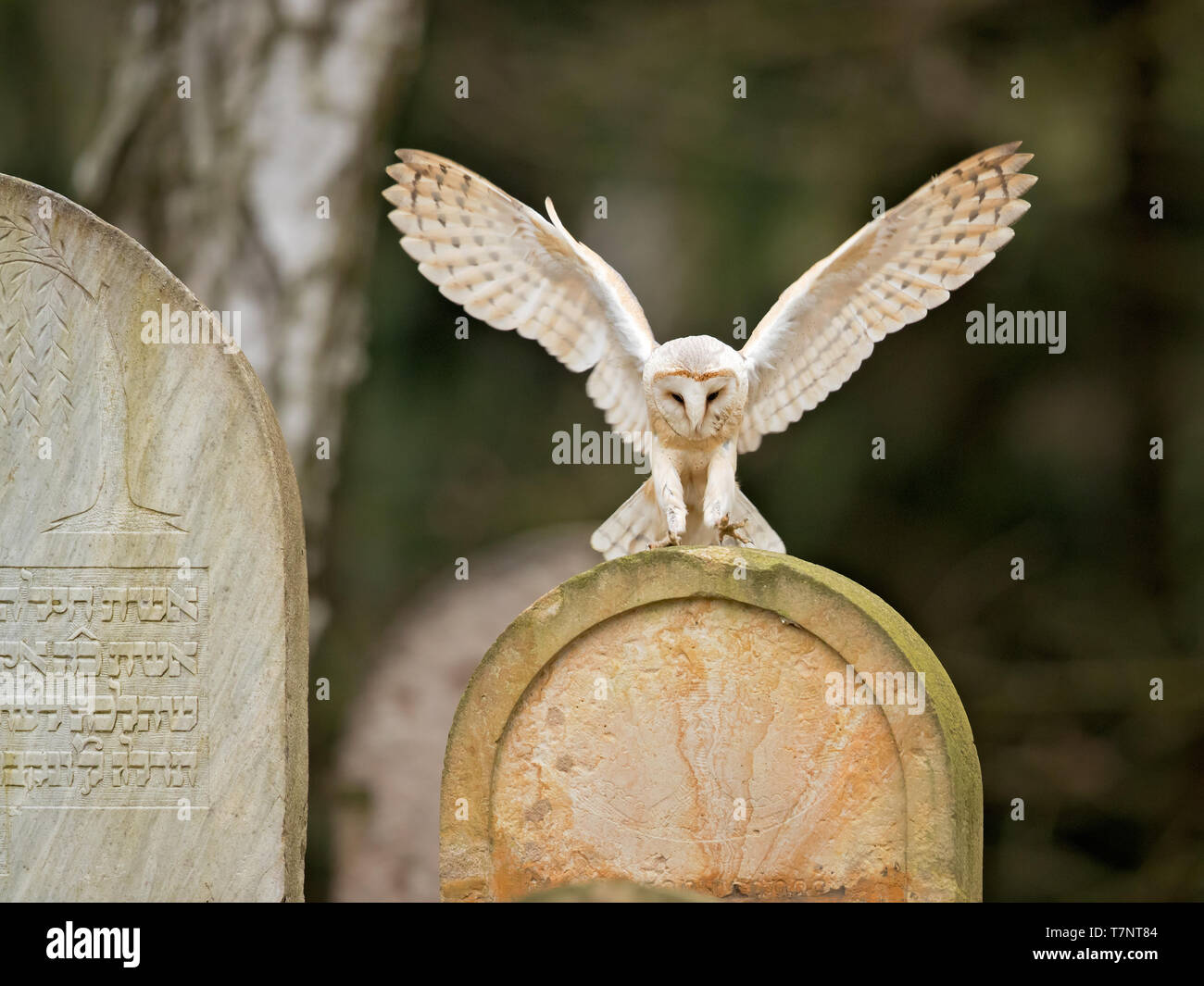 Schleiereule (Tyto alba) ist die am weitesten verbreiteten Arten von Eule und eine der am meisten verbreiteten aller Vögel. Stockfoto