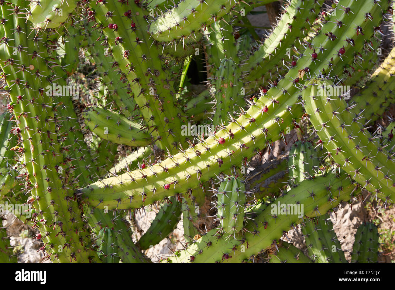 Kakteen, sukkulente Pflanze Textur Hintergrund im Sonnenlicht Stockfoto