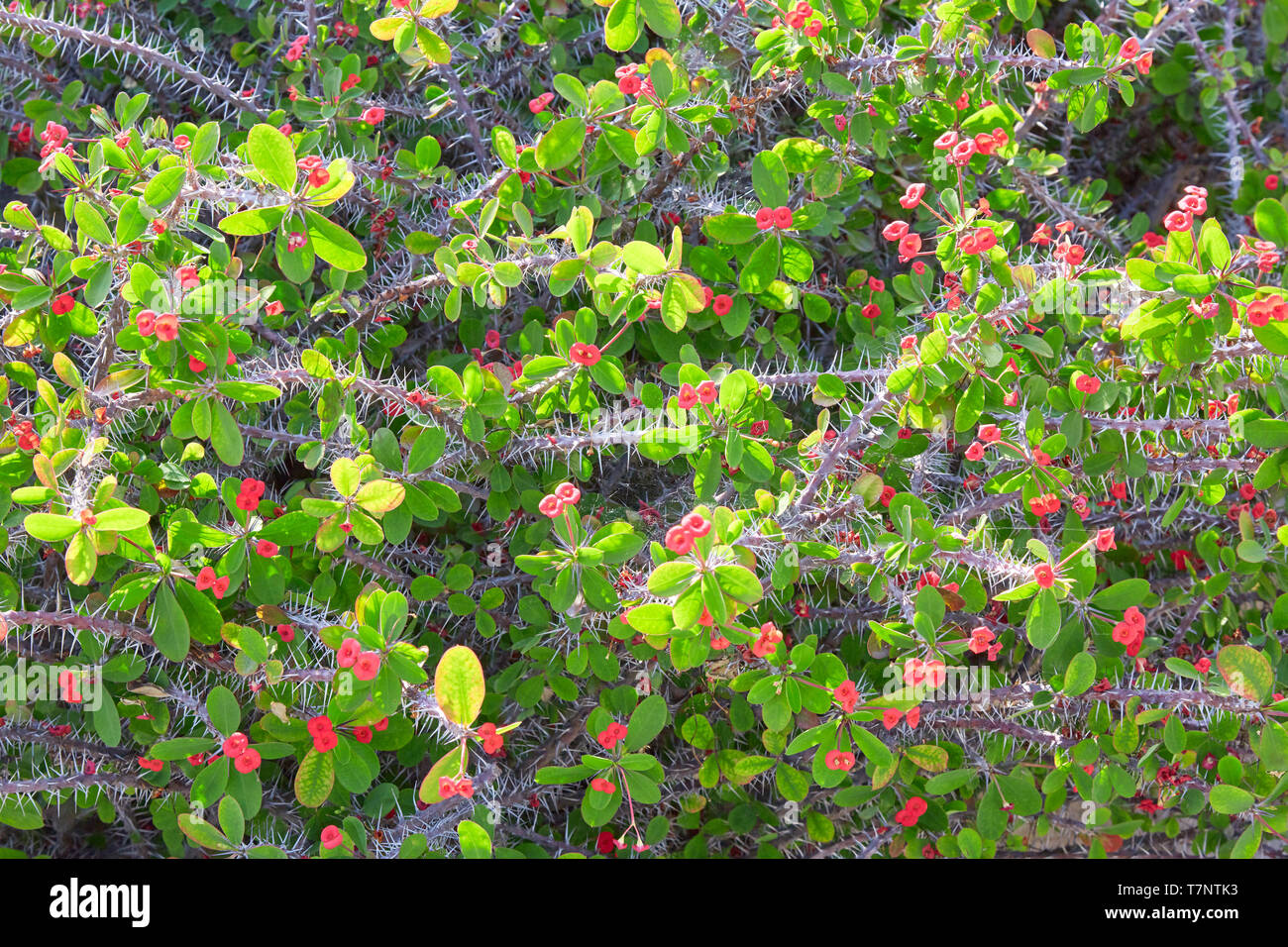 Euphorbia milii, die Dornenkrone, mit rotem flowes Textur Hintergrund Stockfoto