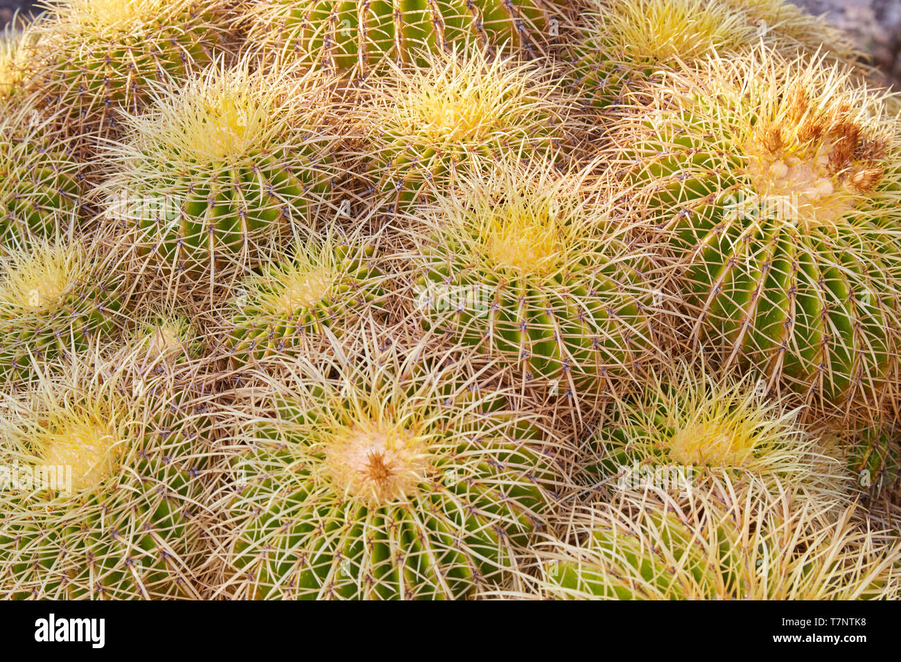 Echinacactus Mexiko, Sukkulenten mit Stacheln Textur Hintergrund Stockfoto