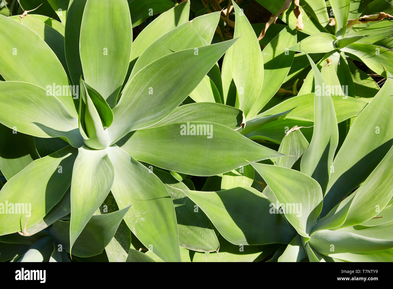 Aloe, sukkulenten Pflanzen Textur Hintergrund in einem sonnigen Sommertag Stockfoto