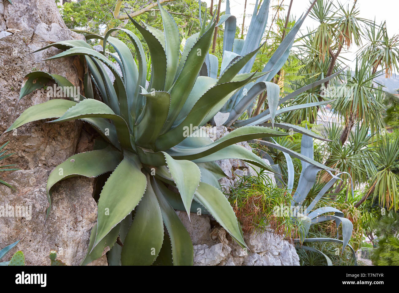 MONTE CARLO, MONACO - 20. AUGUST 2016: Der exotische Garten, Botanischer Garten mit grossen Agaven in einem Sommertag in Monte Carlo, Monaco. Stockfoto