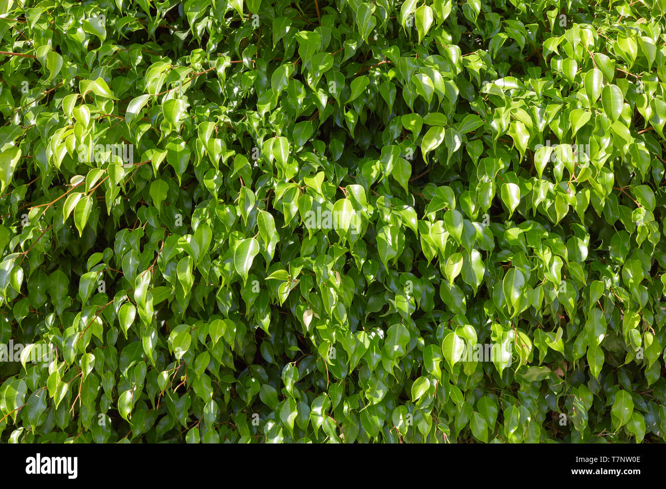 Frische grüne Blätter Textur Hintergrund, Sonnenlicht Stockfoto