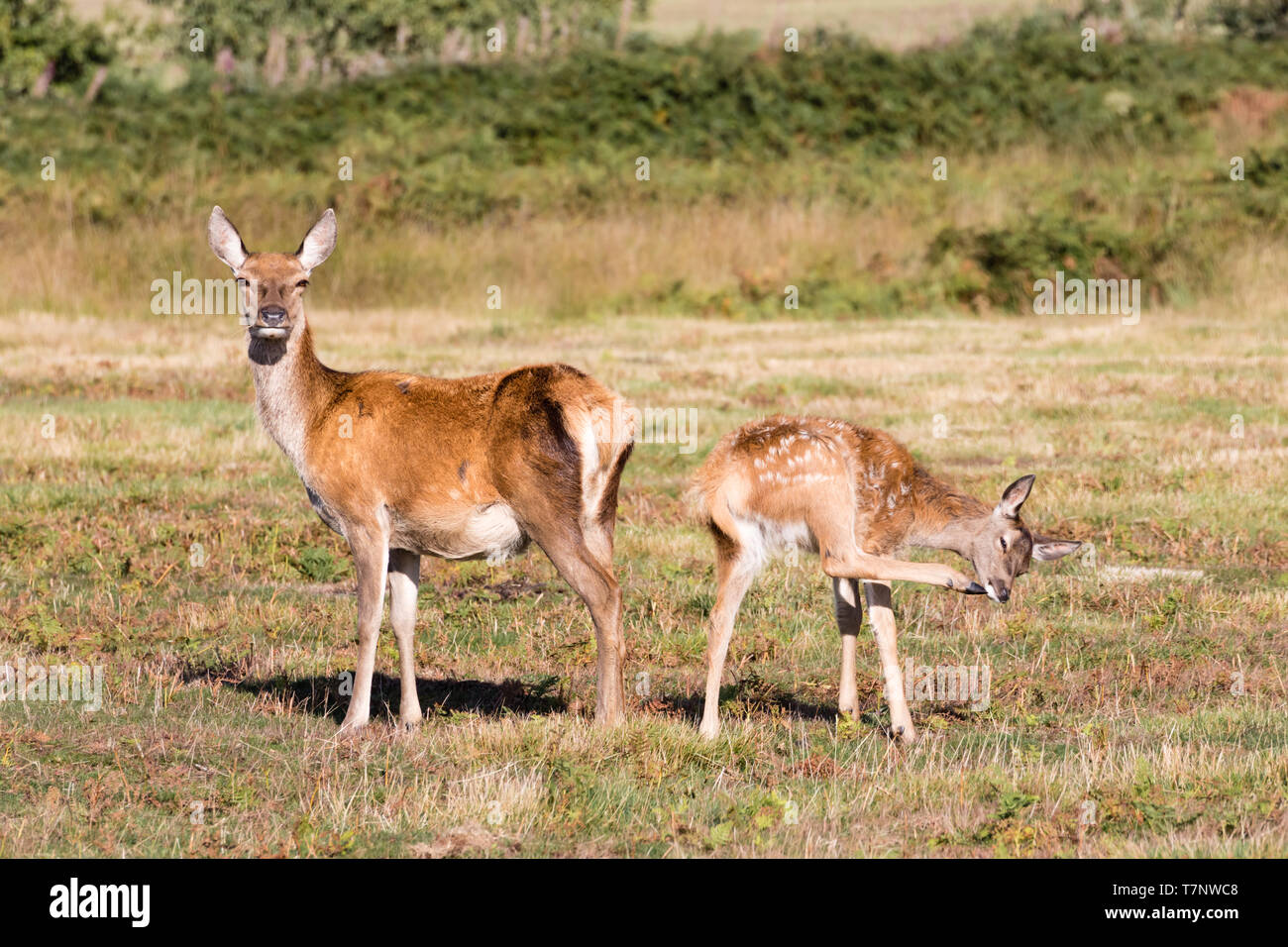 Red deer Hind steht in die Kamera schaut. Neben ihr steht eine gefleckte Kitz kratzen sein Kinn mit seiner hinteren Huf. Stockfoto