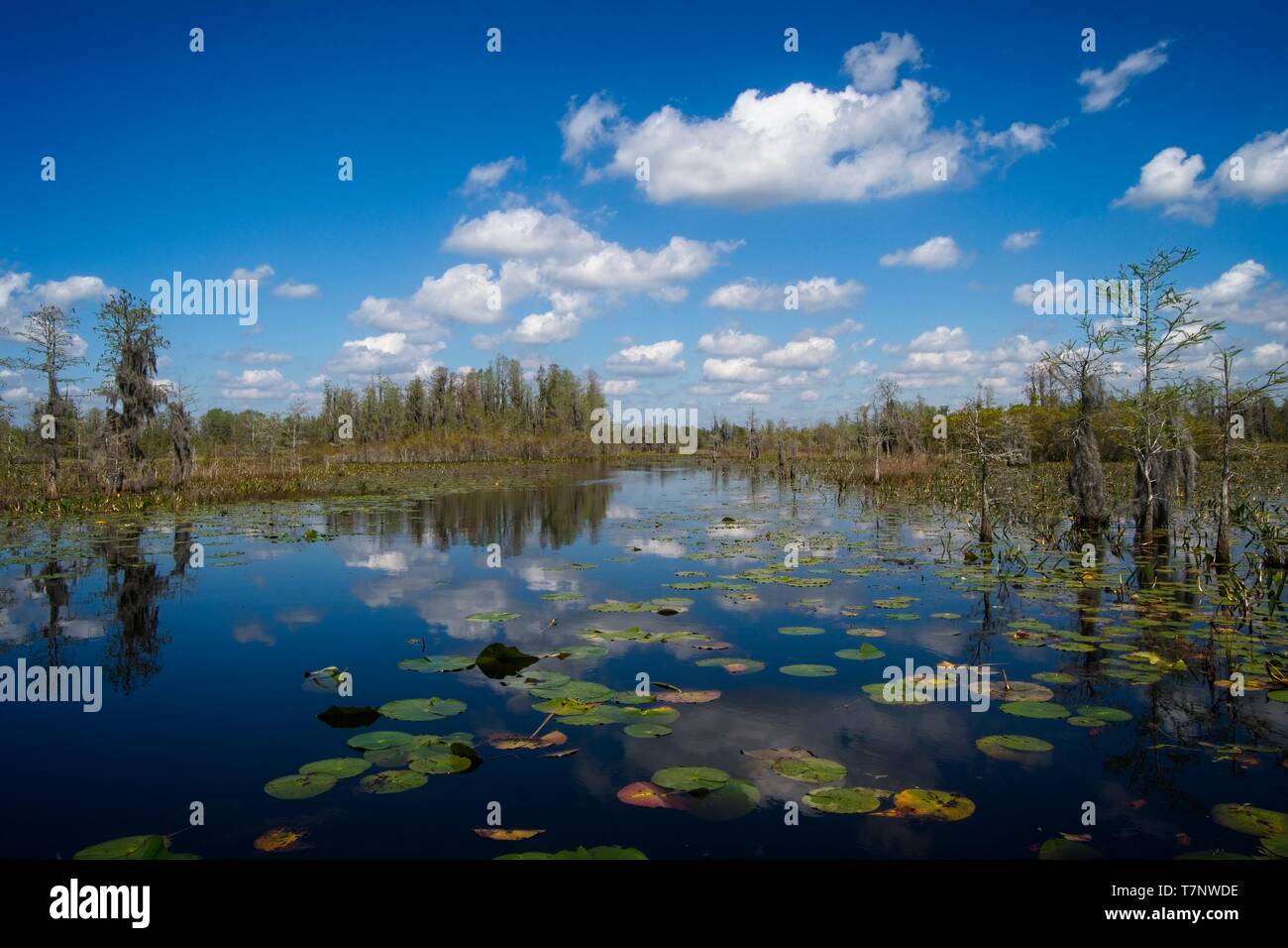 Georgien Sumpf an einem sonnigen Tag Stockfoto