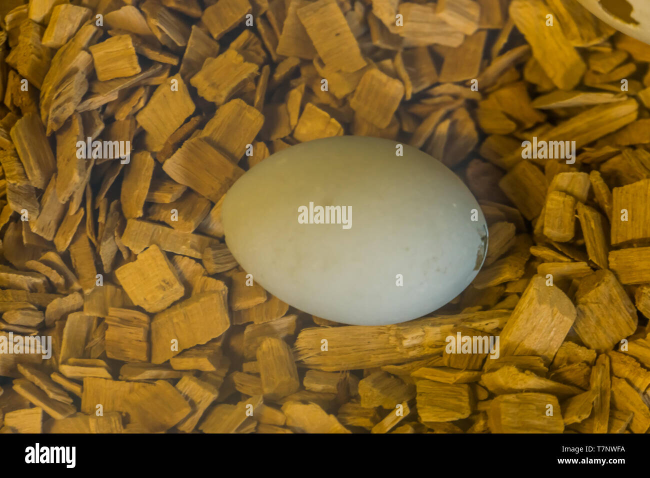 White bird Egg in Makro Nahaufnahme, vordatiert Ei mit ein Riss an der Seite Stockfoto