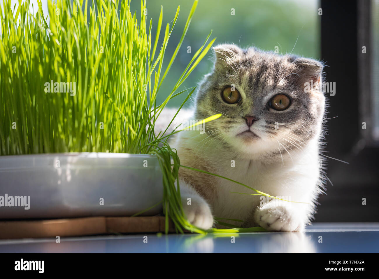 Süße Katze und ein Topf mit grünen organische Gras bei Tag, Katzen Gesundheit Konzept. Stockfoto