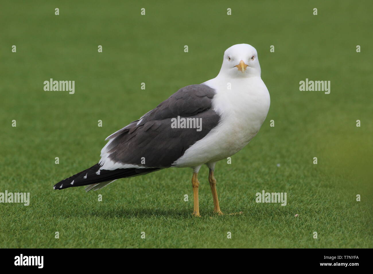 Möwe auf Astro Turf Stockfoto