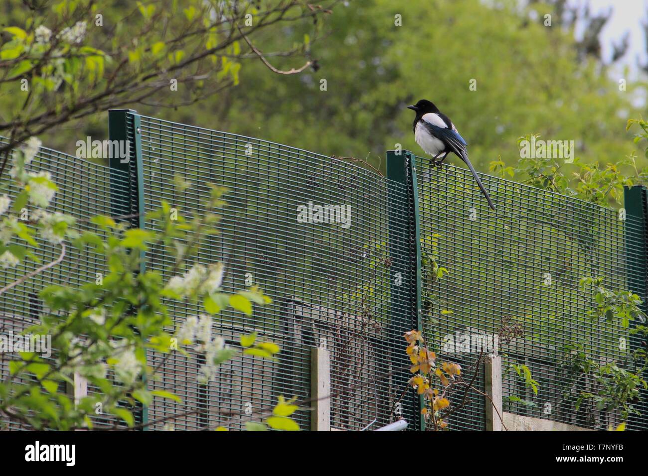 Magpie thront auf einem grünen Metallzaun Stockfoto