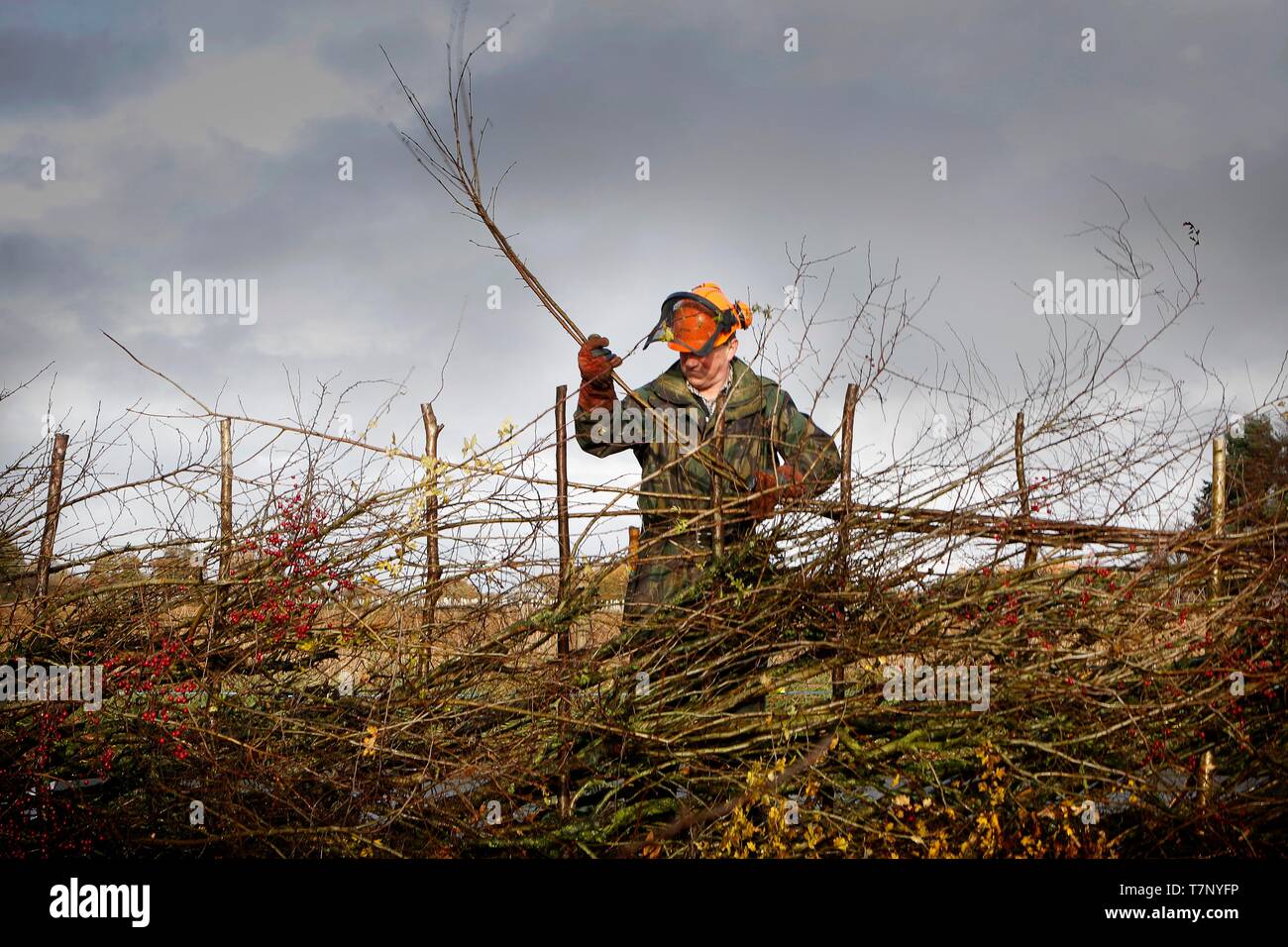 Hefin Davies, von Great Barrington. Die North Cotswolds Hedgelaying Wettbewerb 2018 statt in der Nähe von Chedworth, Gloucestershire, England, organisiert Stockfoto