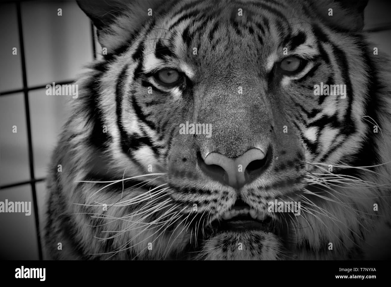 Tiger Stare Down Stockfoto