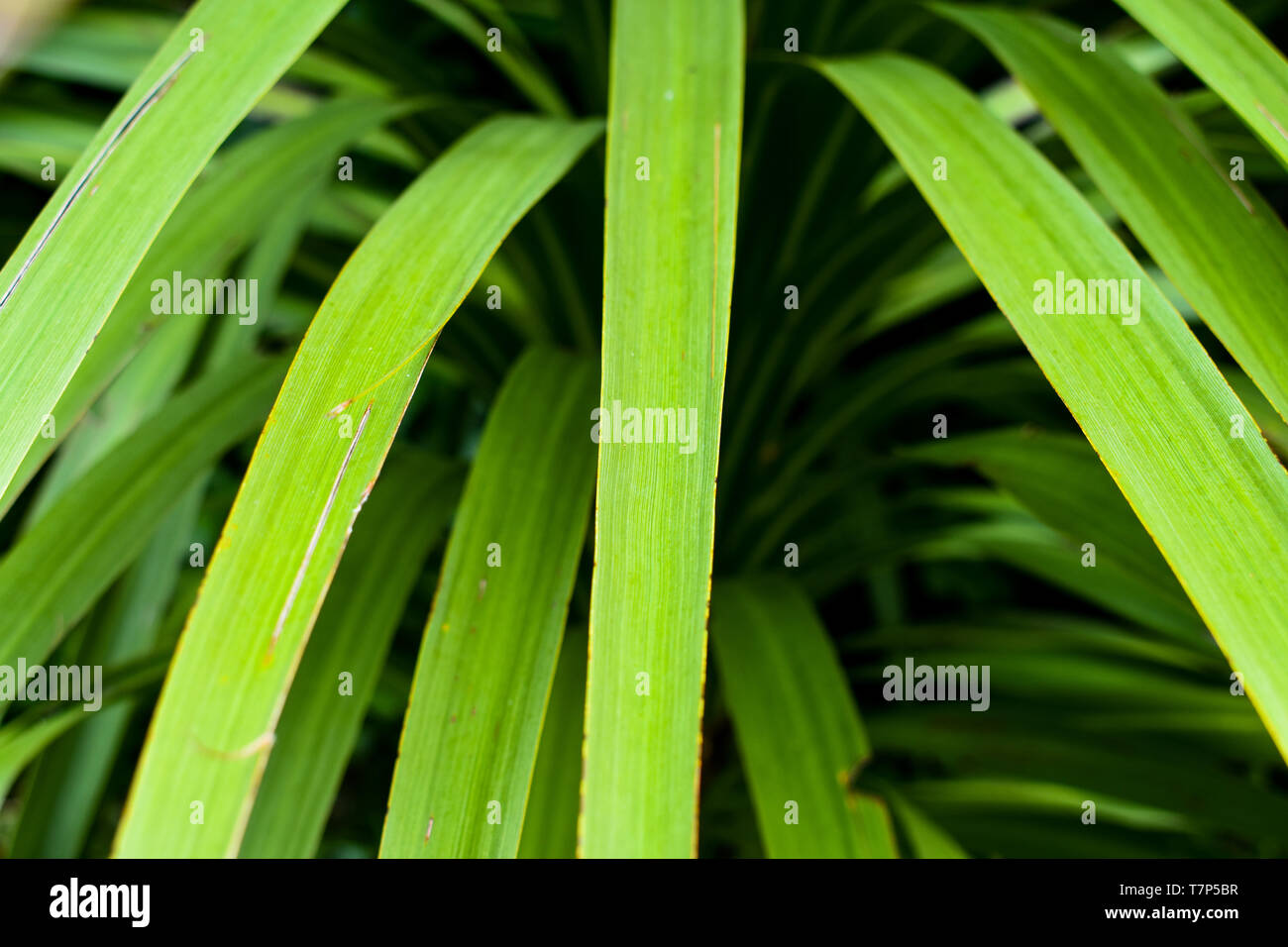 Das Laub eines Cabbage Tree Stockfoto