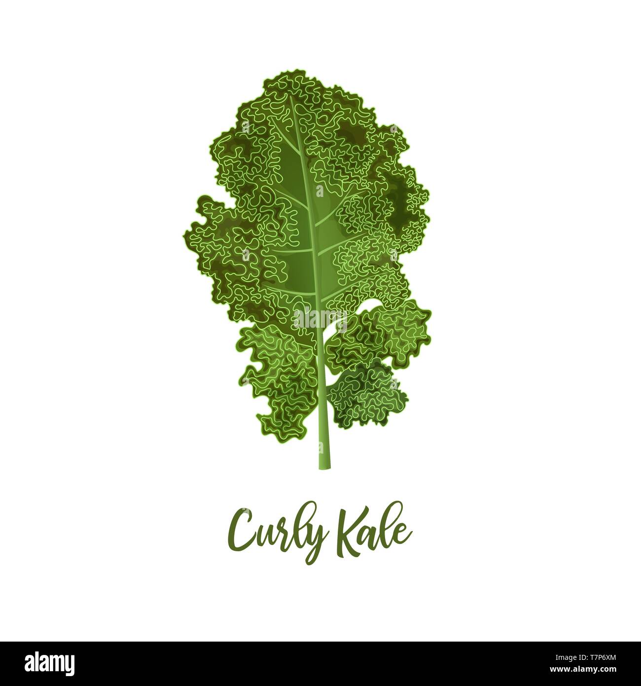 Grünkohl. Essen Konzept. Frische saftige rohe Nahaufnahme blatt Kohl isoliert. Gesunde Ernährung, Vegetarische Kost, Frühling Sommer Stock Vektor
