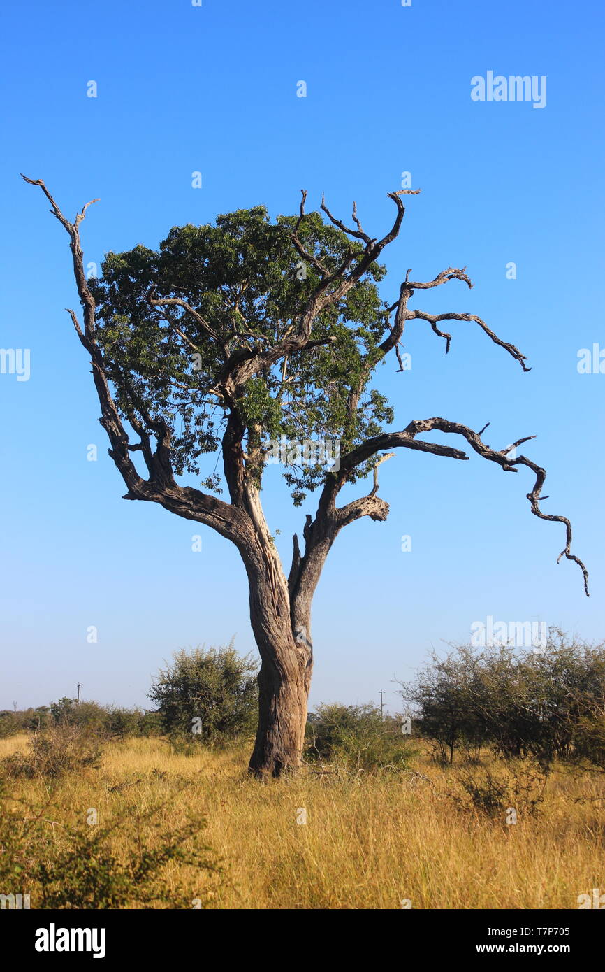 Parasit Figtree wachsen auf Steinkohle Baum Stockfoto