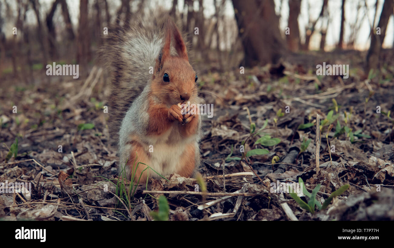 Wilde Eichhörnchen essen von Muttern in den Wald, close-up. Schöne Eichhörnchen mit flauschigen Schwanz Stockfoto