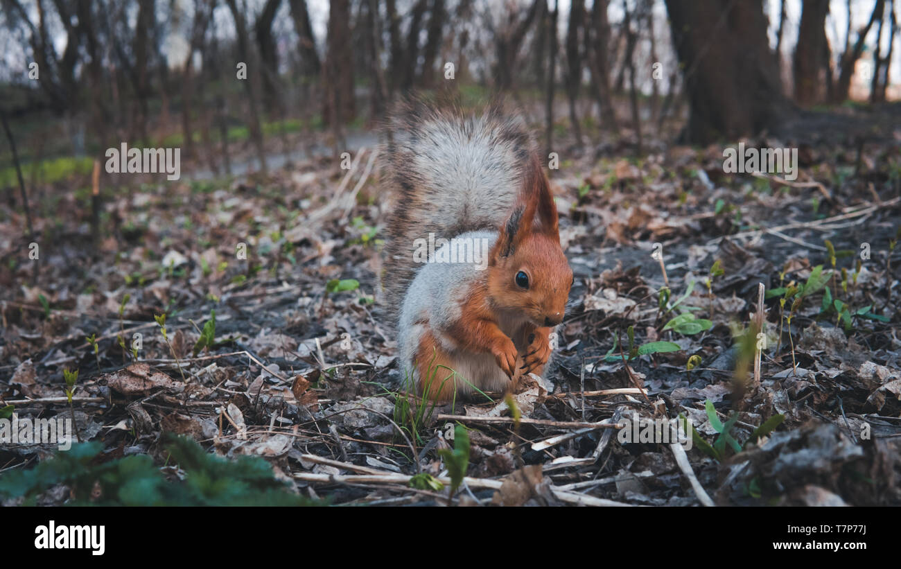 Wilde Eichhörnchen essen von Muttern in den Wald, close-up. Schöne Eichhörnchen mit flauschigen Schwanz Stockfoto