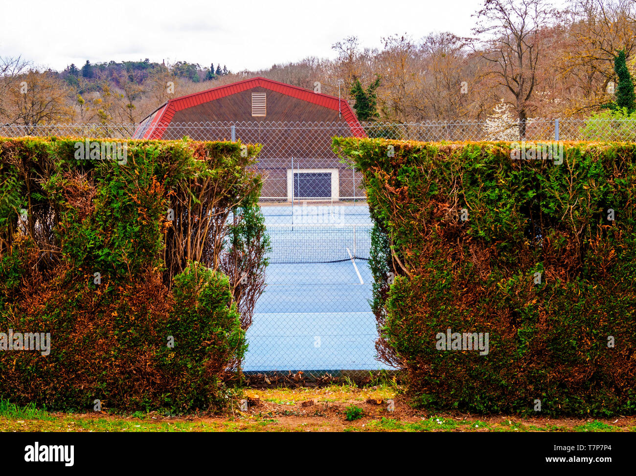 Der Buchsbaum tot Hedge vor einem Tennisplatz Stockfoto