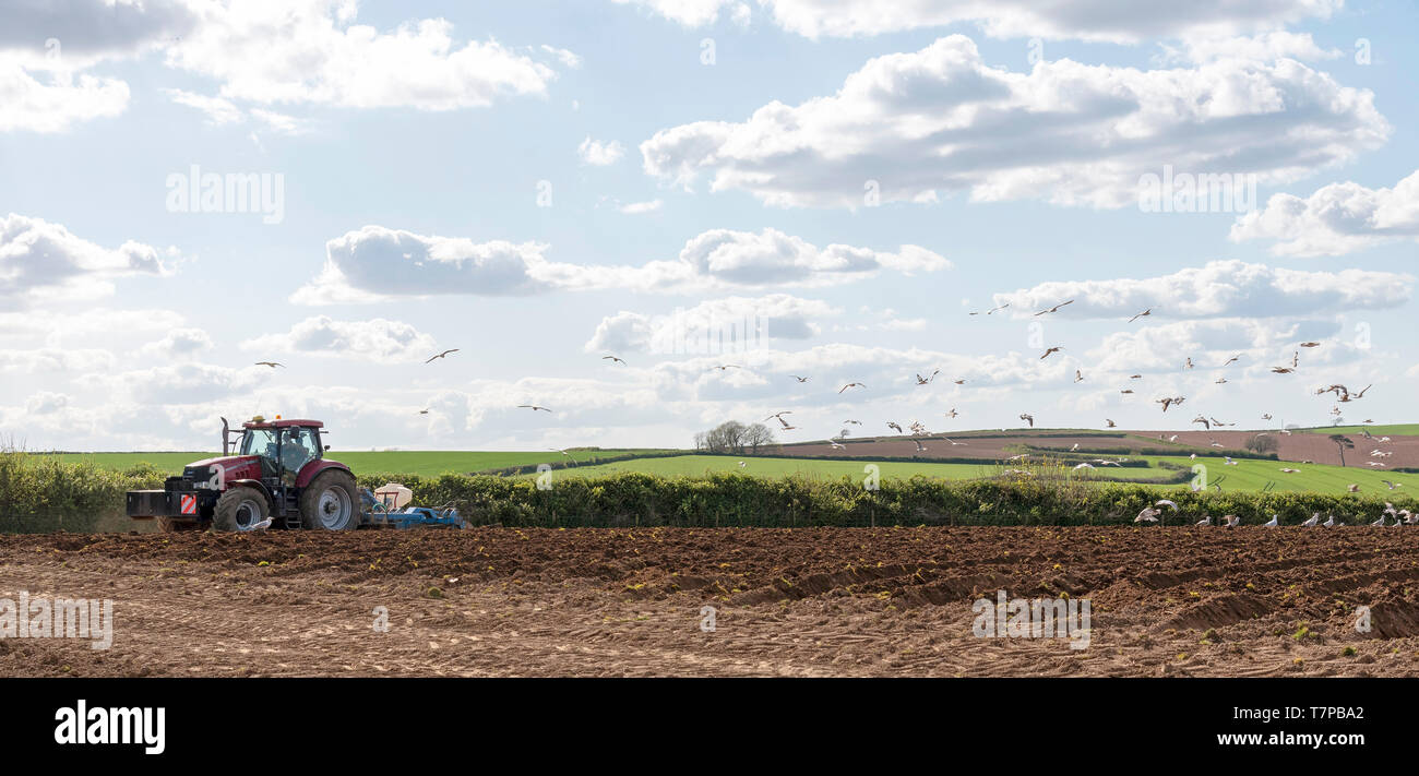 Modbury, Devon, England, UK. Mai 2019. Ein Traktor pflügen tiefe Furchen Vorbereitung ein Feld für die Anpflanzung von Kartoffeln in der Nähe von Modbury, Devon, die backgro Stockfoto