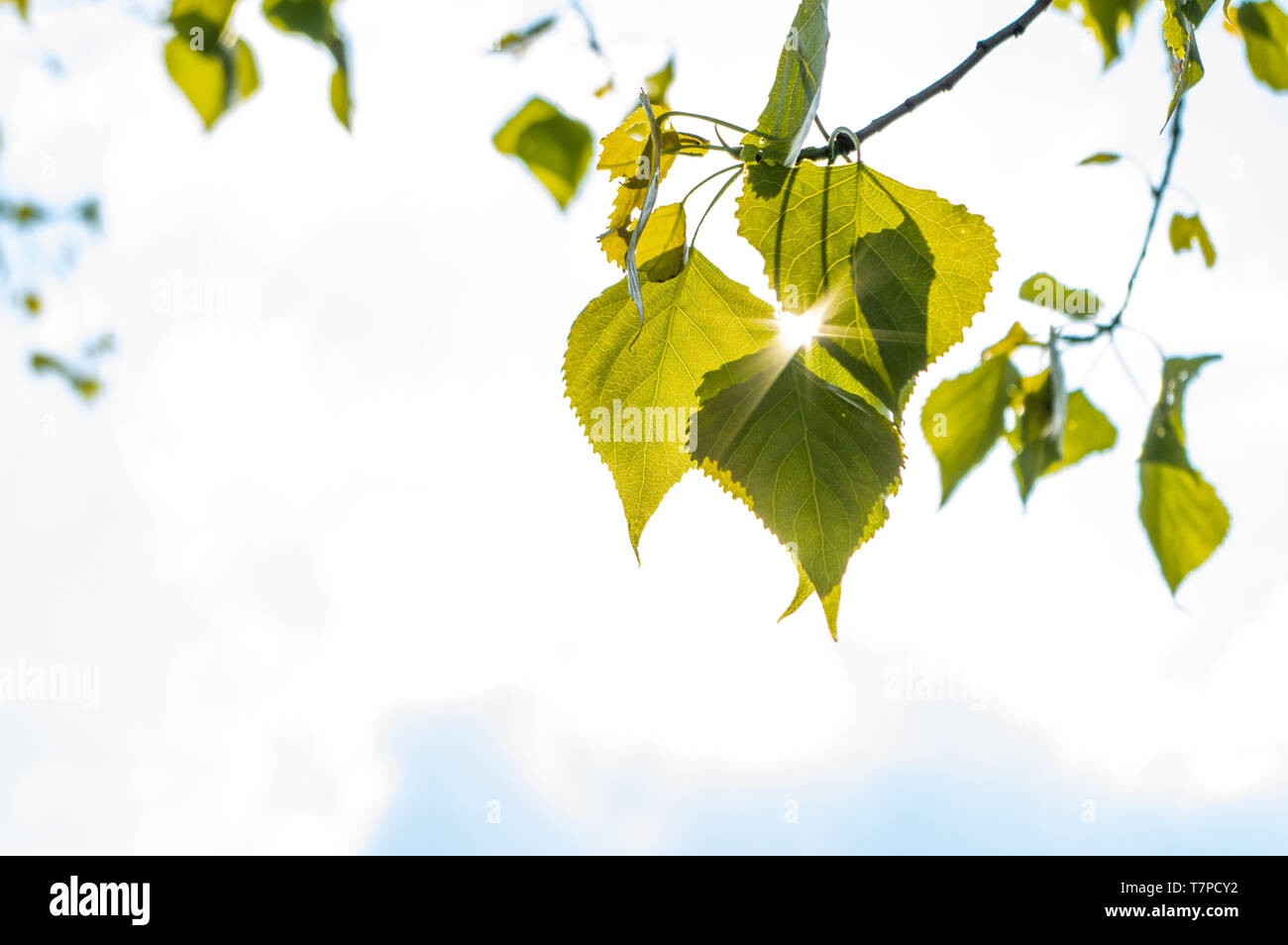 Sun zwischen Pappel Blätter glänzend an einem sonnigen Tag Stockfoto