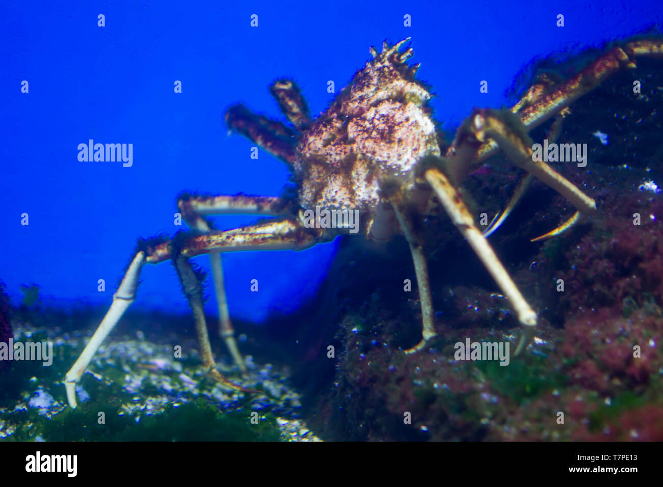 Riesige meer Spinne in der Wilden Stockfoto