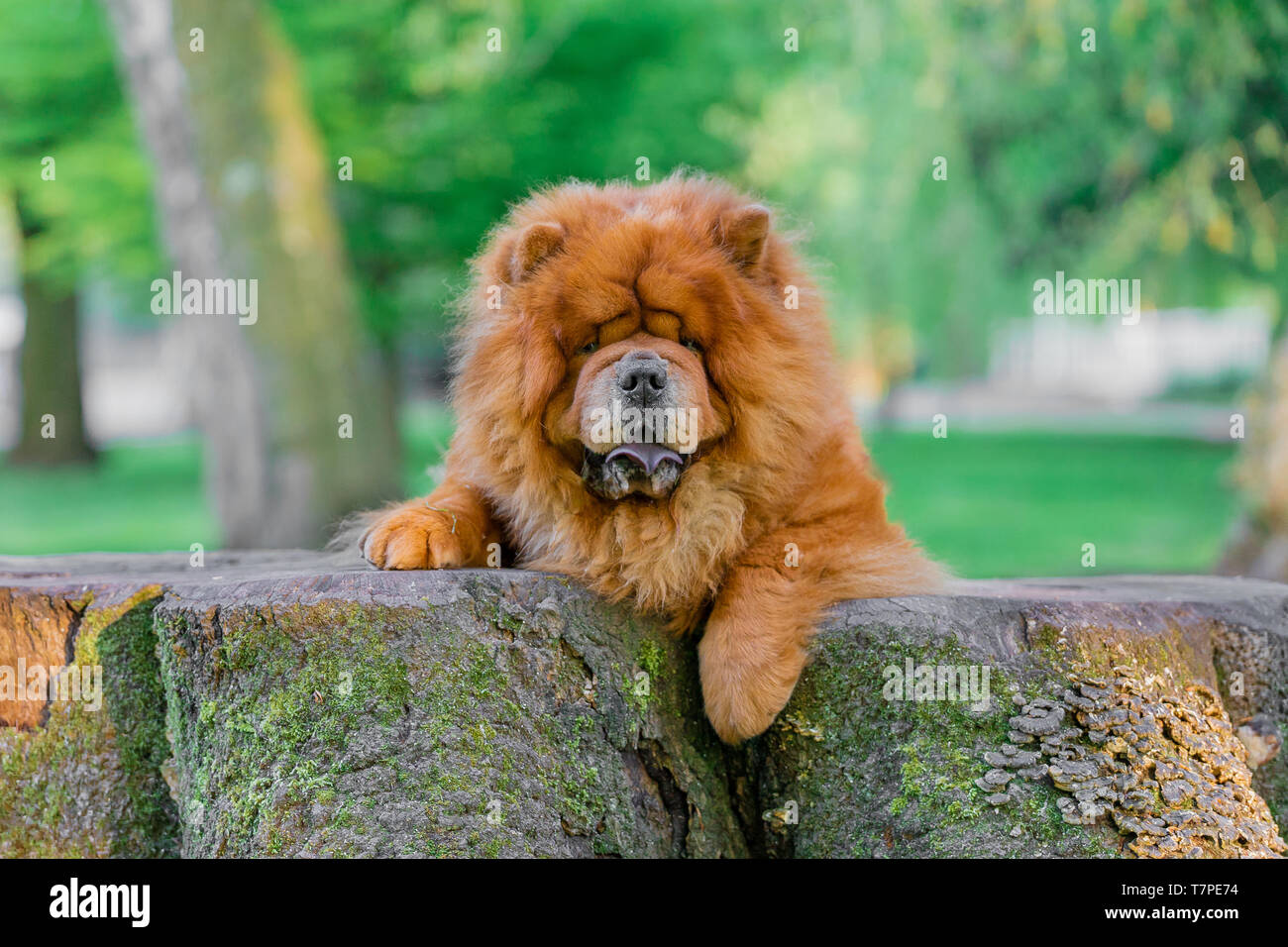 Orange Chow Chow liegt außerhalb beim Spaziergang. Stockfoto