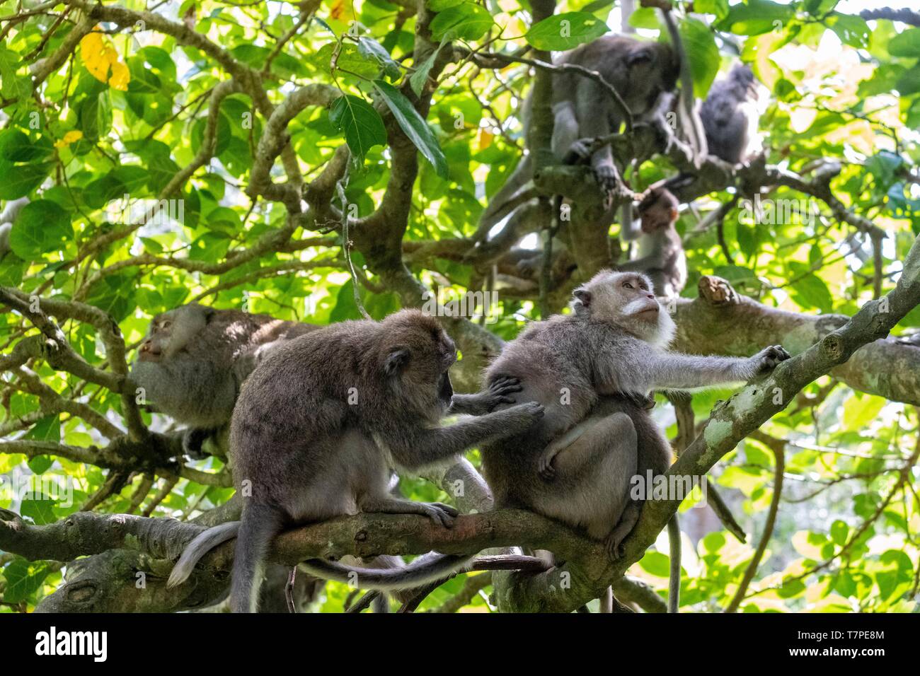 Indonesien, Bali, Ubud, Affenwald (Monkey Forest) Stockfoto