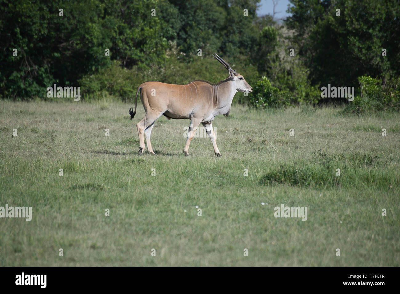 Elenantilope (taurotragus Oryx), Olare Motorogi Conservancy, Mara, Kenia Stockfoto