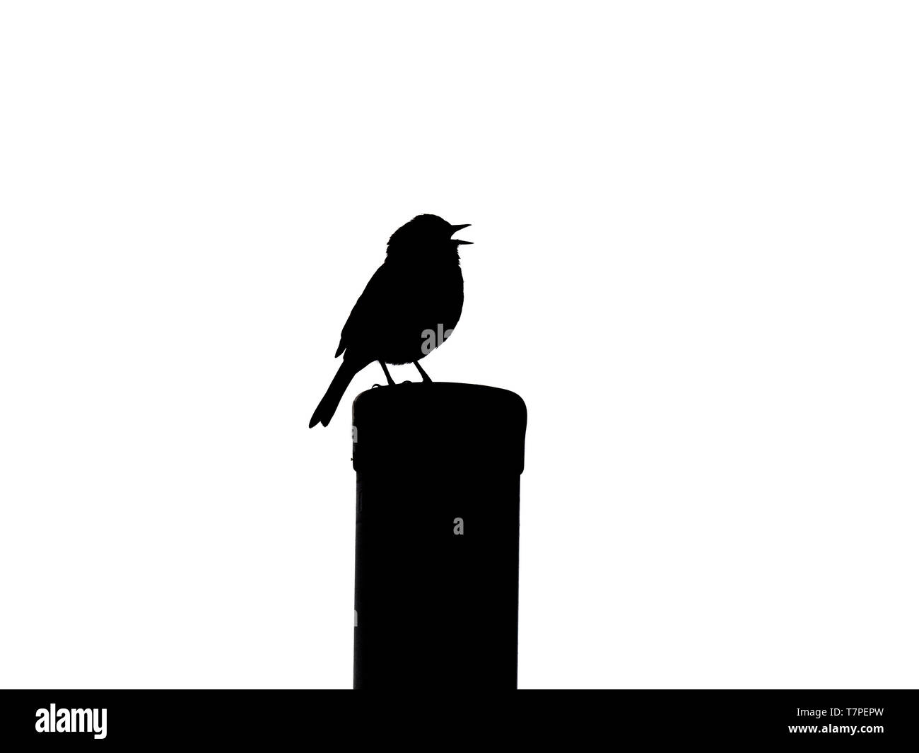 Hedge Sparrow Phasianus colchicus in Silhouette singen auf Song post Stockfoto