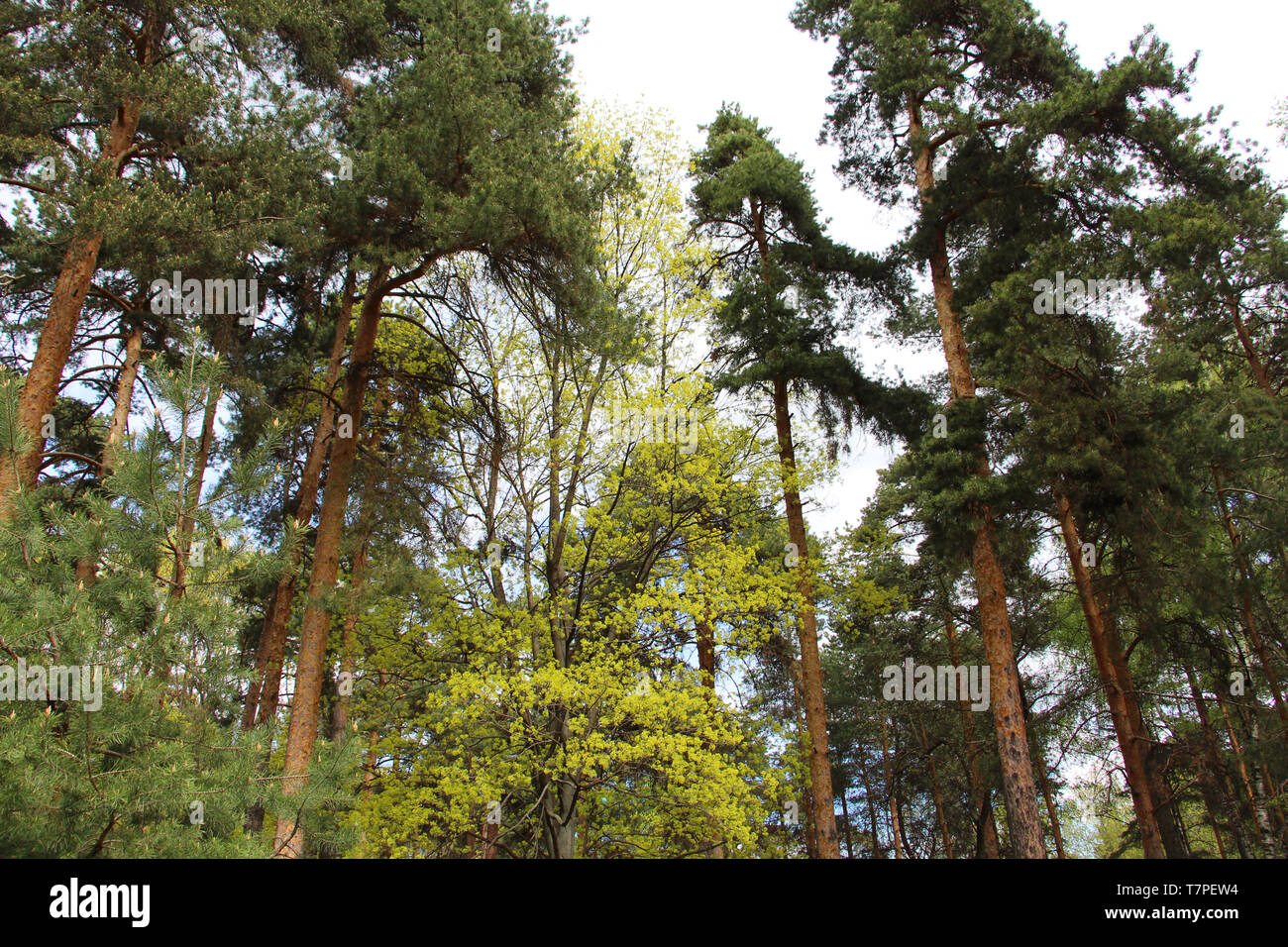 Mischwald - Nadel- und Laubbäume im gleichen Wald. Schöne Landschaft. Stockfoto