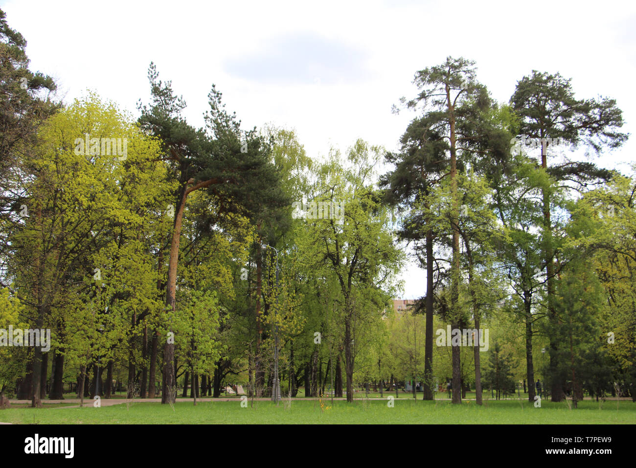 Mischwald - Nadel- und Laubbäume im gleichen Wald. Schöne Landschaft. Stockfoto