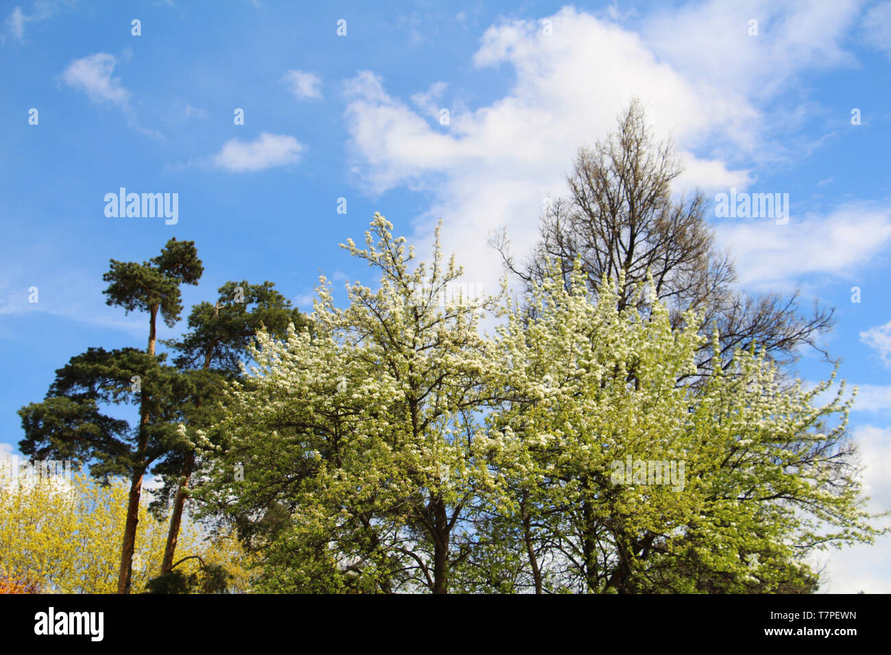 Mischwald - Nadel- und Laubbäume im gleichen Wald. Schöne Landschaft. Nur die Kronen der Bäume sind sichtbar gegen den blauen Himmel. Stockfoto