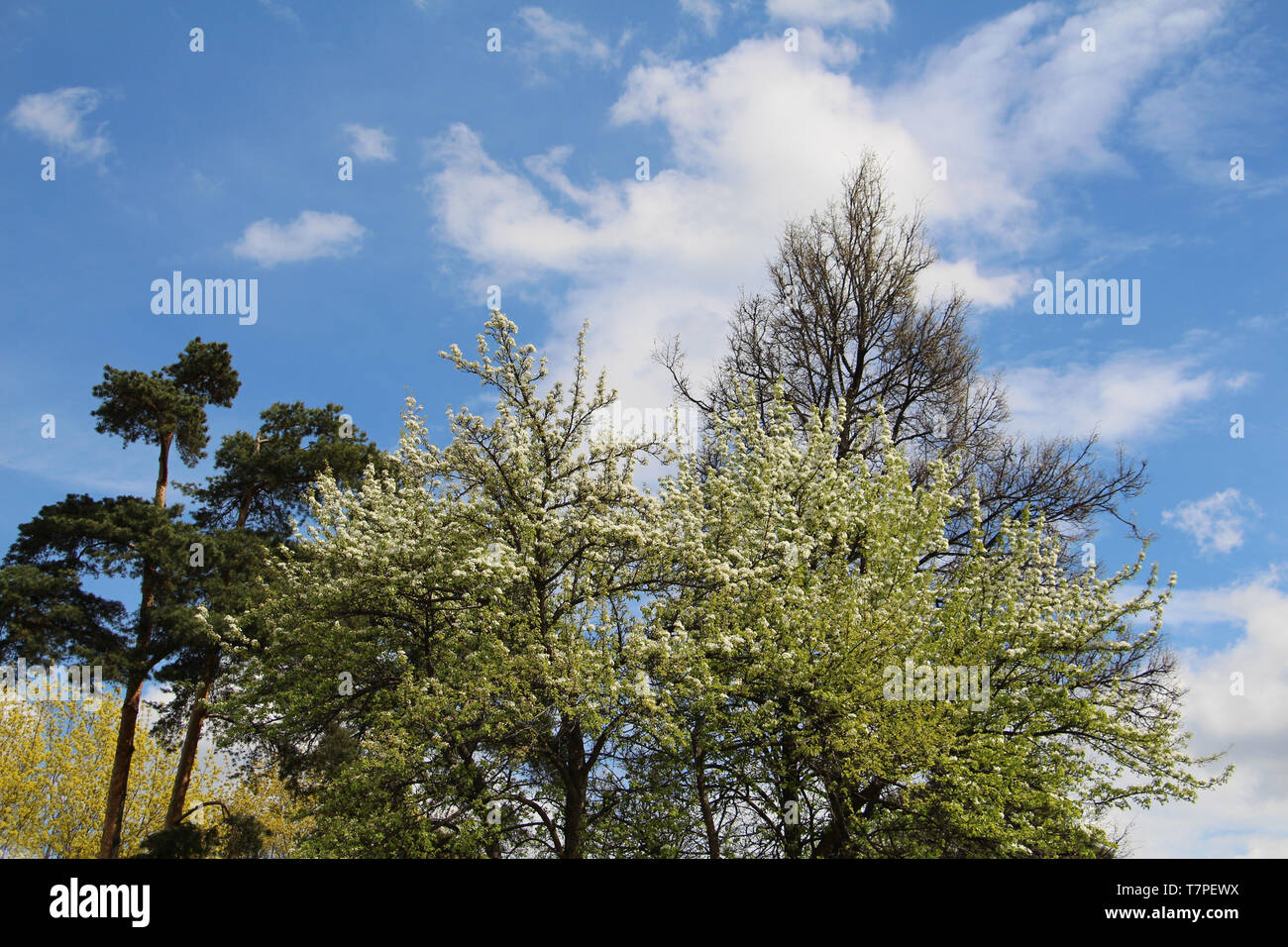 Mischwald - Nadel- und Laubbäume im gleichen Wald. Schöne Landschaft. Nur die Kronen der Bäume sind sichtbar gegen den blauen Himmel. Stockfoto