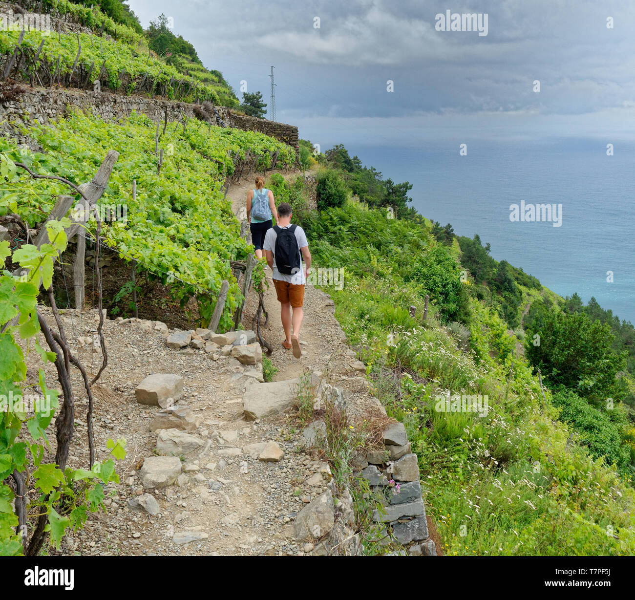 Wandern Cinque Terre trail hoch oben in den terrassierten Weinbergen zwischen Corniglia, Manarola Stockfoto
