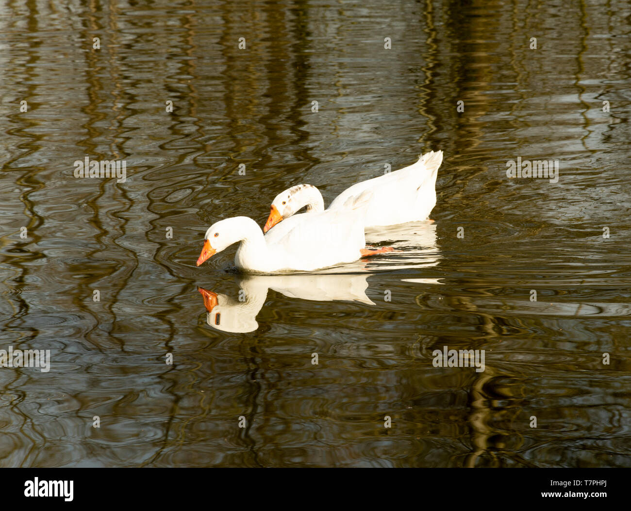 Zwei Gänse friedliche schwimmt auf dem Wasser Stockfoto