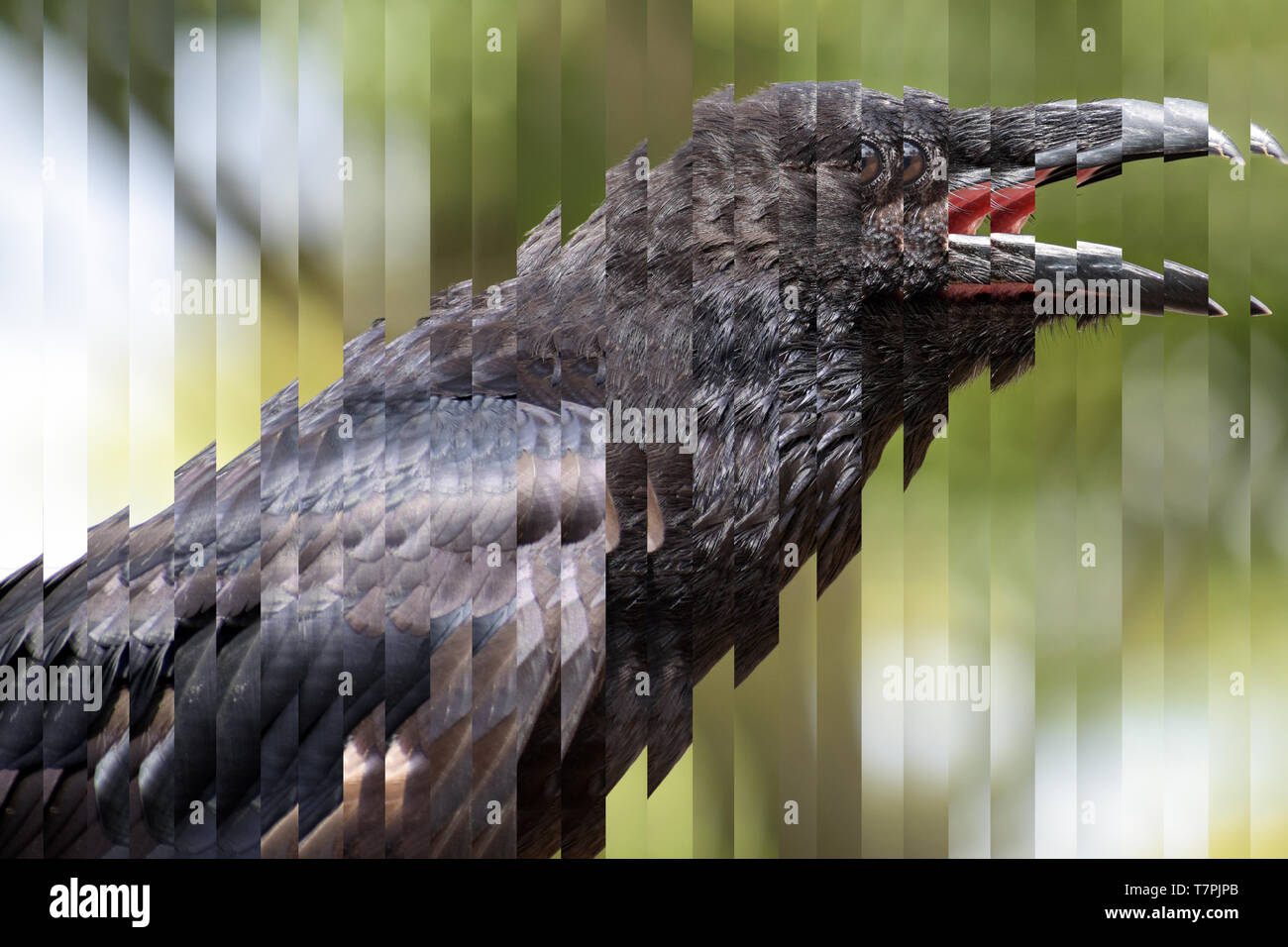 Porträt einer jungen schreien Kolkrabe (Corvus Corax), der große schwarze Säugetierart in Streifen schneiden, Konzept für Artensterben und dangero Stockfoto