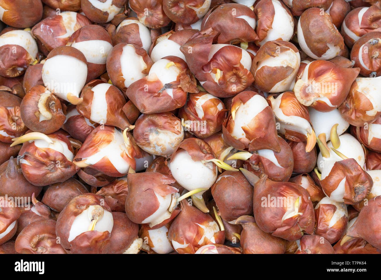 Detail der Tulpen Blumenzwiebeln in Amsterdam Blumen Markt Stockfoto