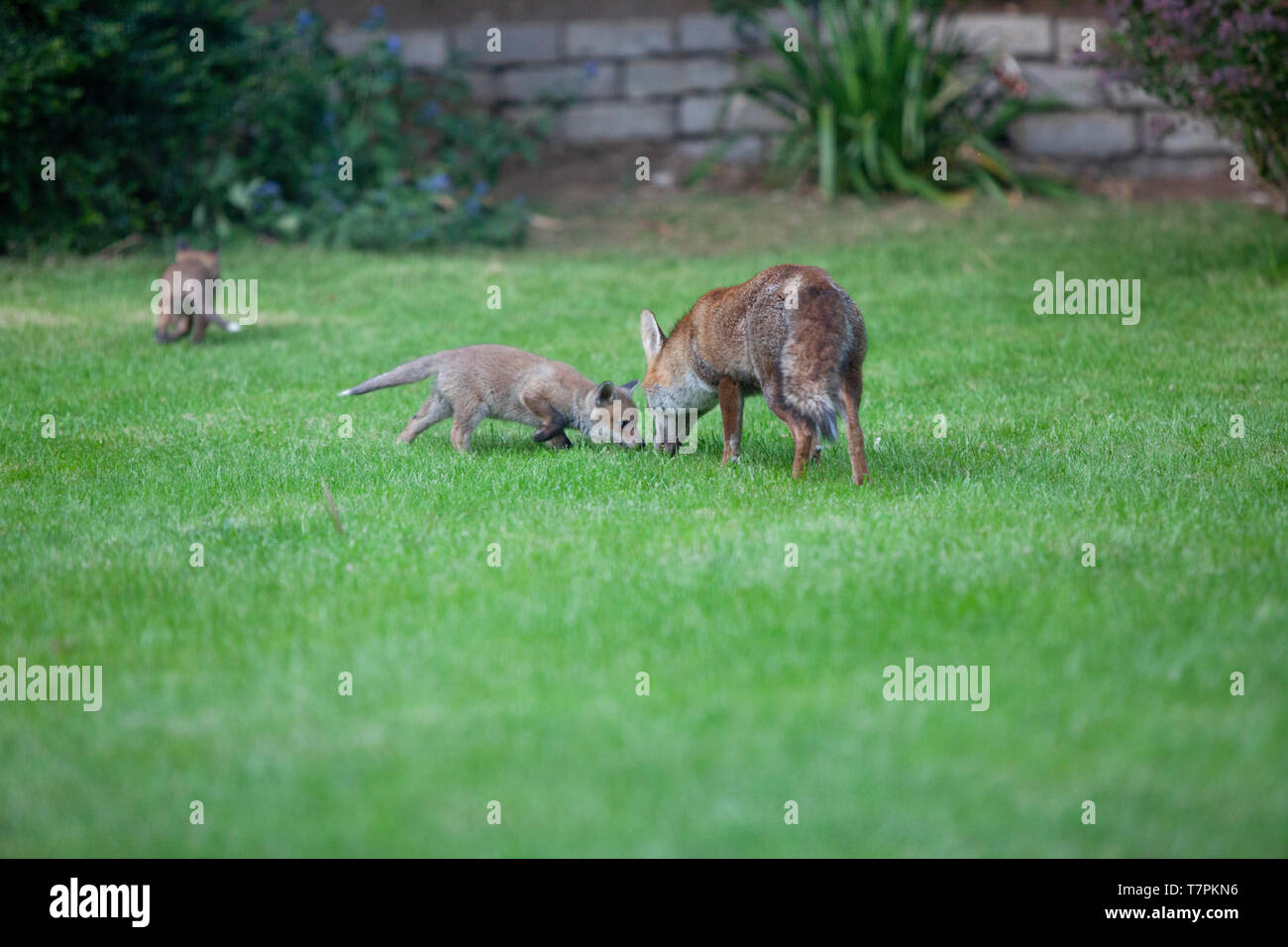 Eine weibliche Fox (Vixen) mit ihren Jungen in einem Vorort Garten im Süden Londons. Es gibt sieben Jungen in der Wurf. Stockfoto